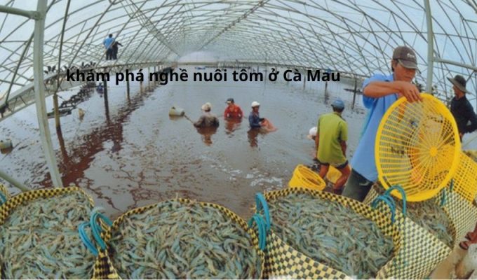 khám phá nghề nuôi tôm ở Cà Mau